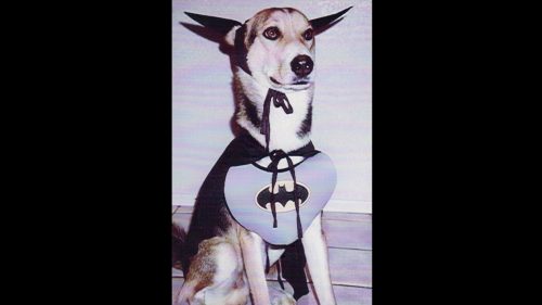 Dog Costume Bat Dog