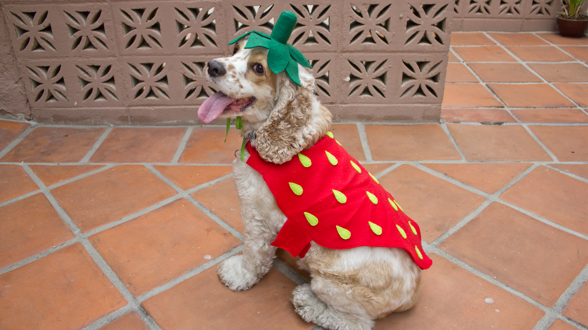 strawberry dog plush