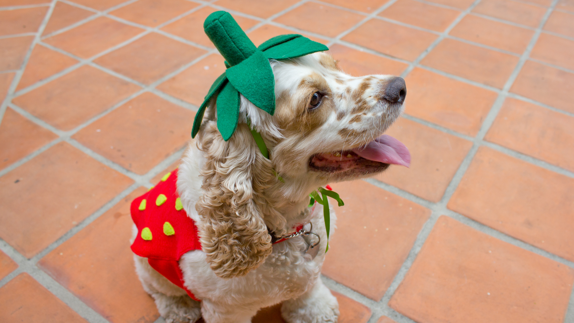 strawberry dog plush