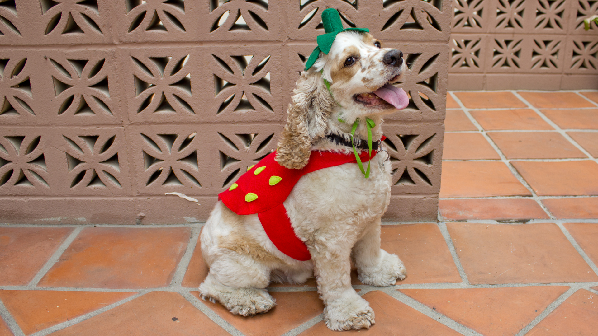 Strawberry Dog Costume ProfessorPincushion Professor Pincushion