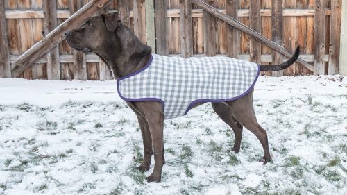 Dog Coat Standing