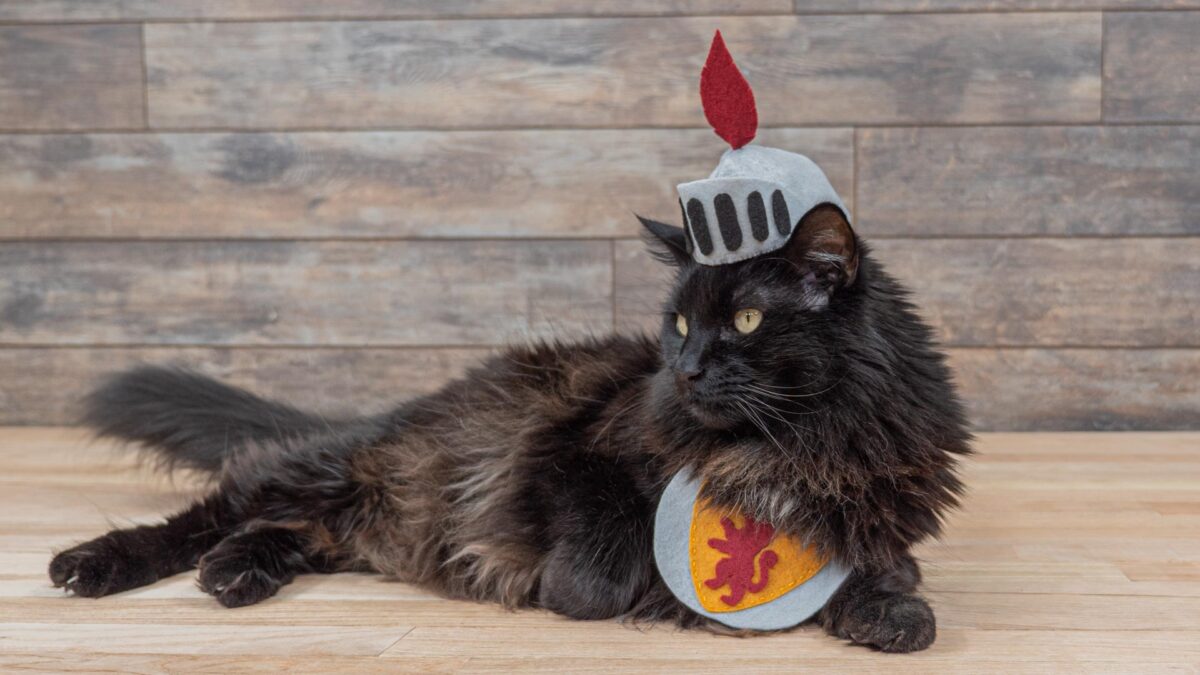 Pet Costume Knight Lay