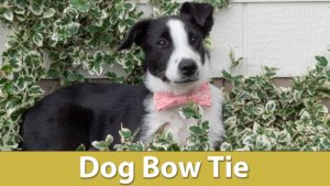 Dog Bow Tie