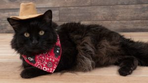 Pet Costume Cowboy Side